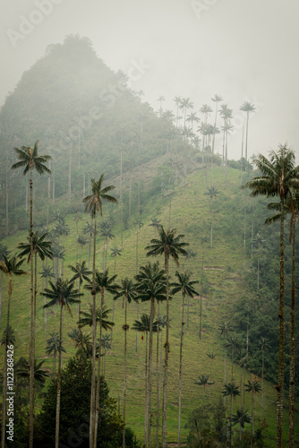 mountain wax palms