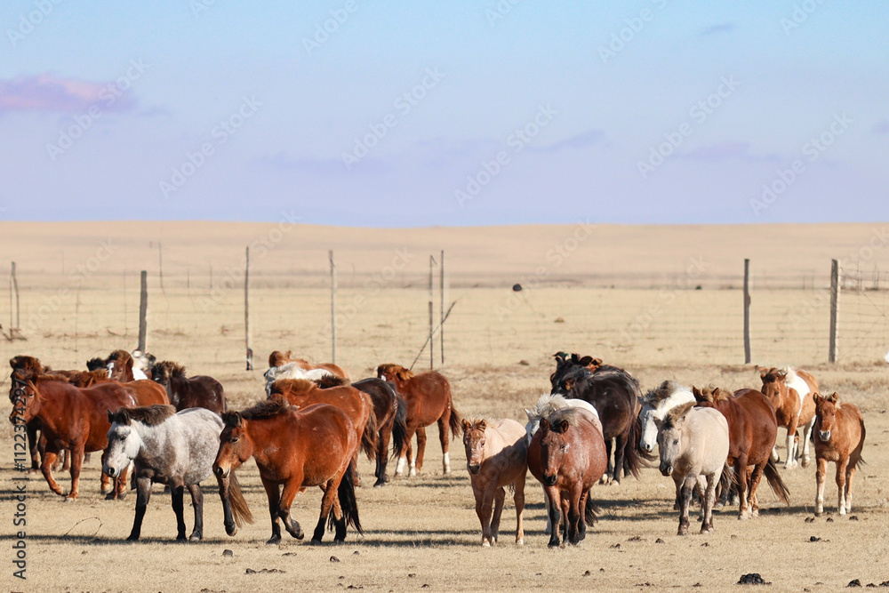 Obraz premium wild horses mongolia 