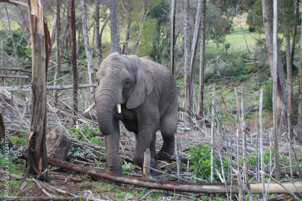 Naklejka premium Elephant 