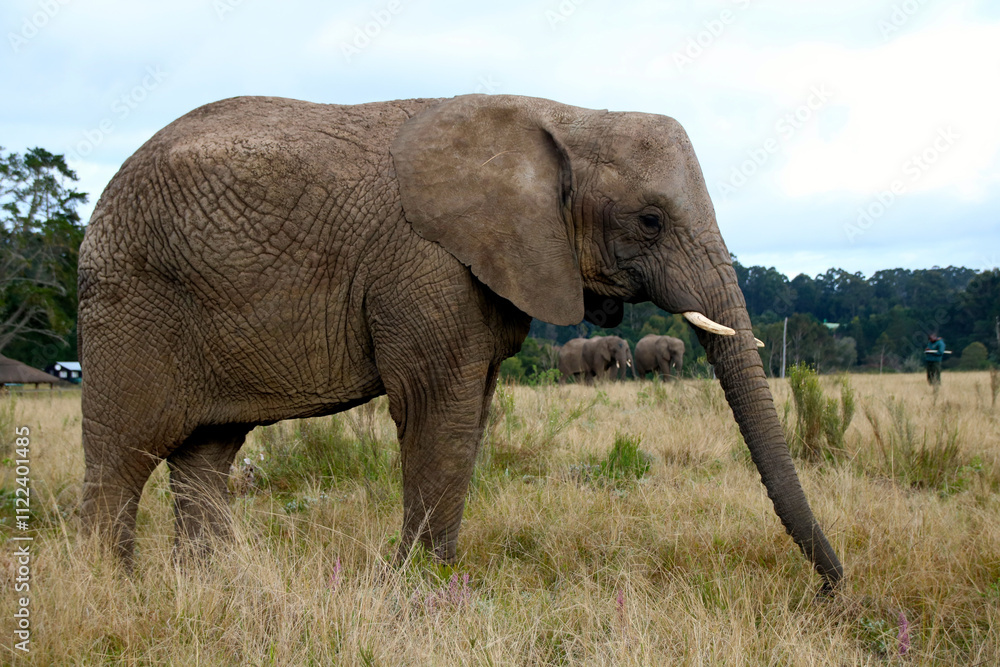 Obraz premium Elephant 