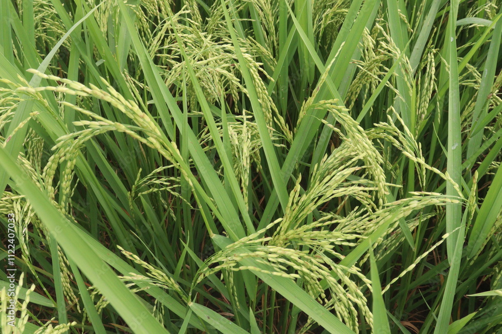 Obraz premium paddy plant on field for harvest are cash crops