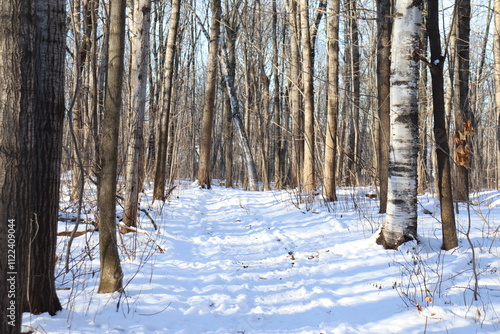 A trail in winter and december calendar. A road with snow and in a forest. Outdorr activities in winter and hiking trail. Peaceful background and december.  photo