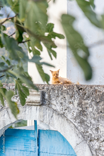 Himare Albania sleeping cat