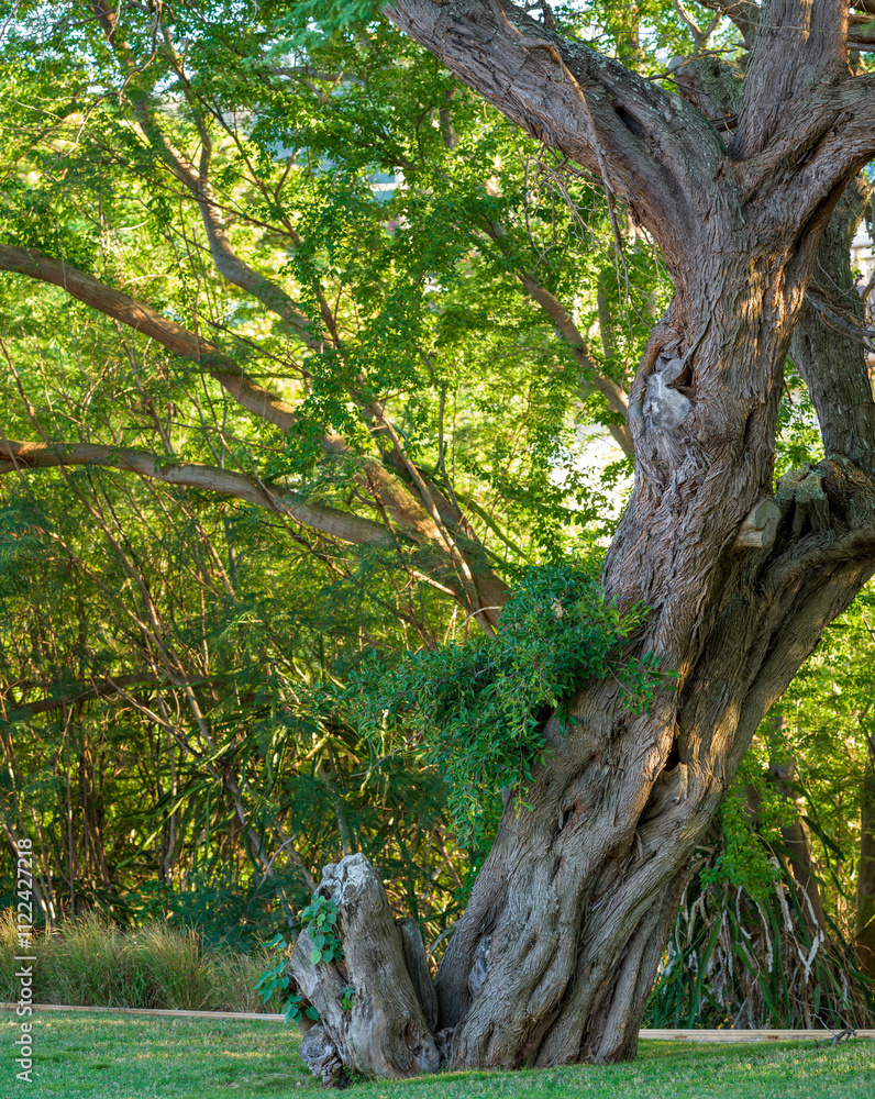 Fototapeta premium Ancient Banyan Tree Growing on Green Grass in Pua Aina, Hawaii.
