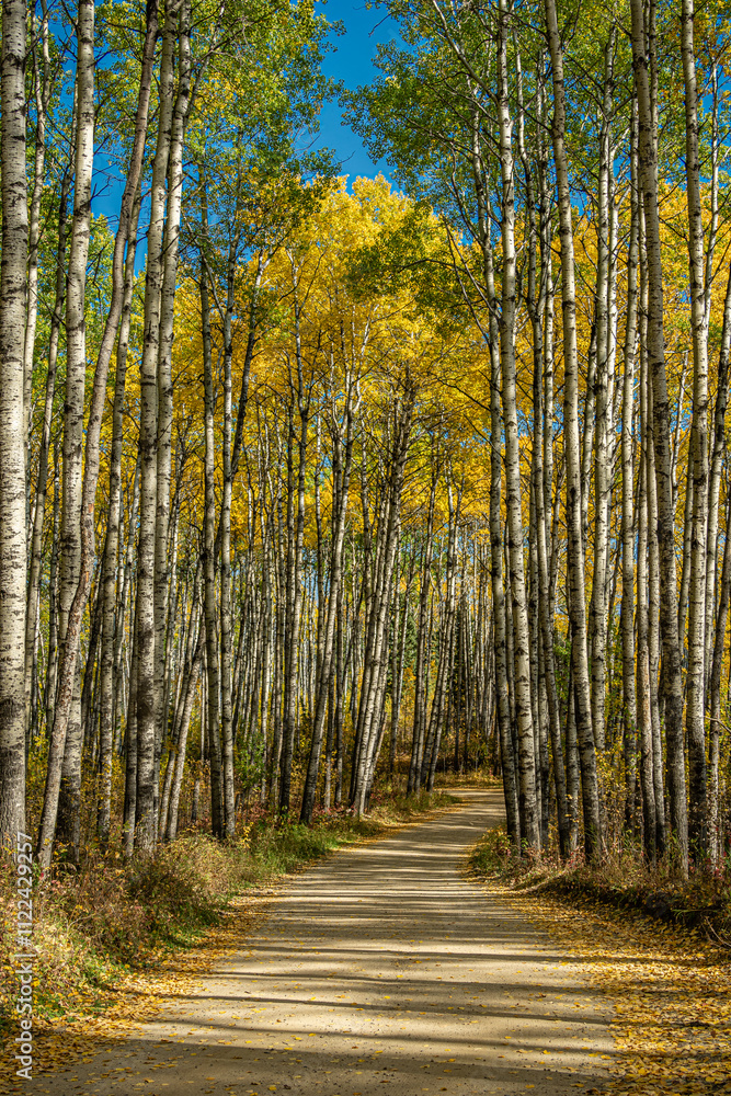 Obraz premium A road runs through a forest of trees with leaves that are yellow and orange