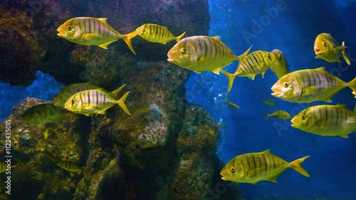 School of large fish, golden trevally, scientific name Gnathanodon speciosus, fish in an aquarium photo