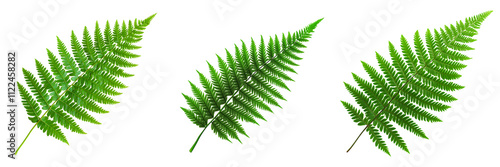 Set of a Bernardina kokum lattice fern leaf, isolated on a transparent background. photo