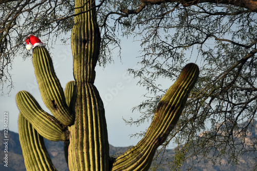 Saguaro cactus with a santa hat