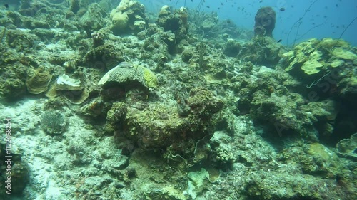 coral reef in the caribbean