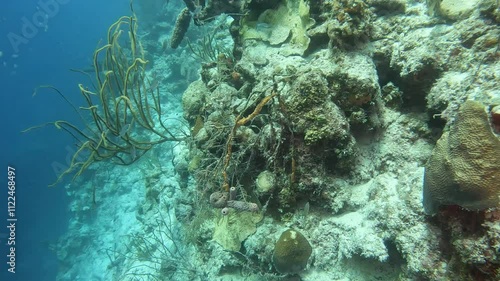 coral reef in the caribbean