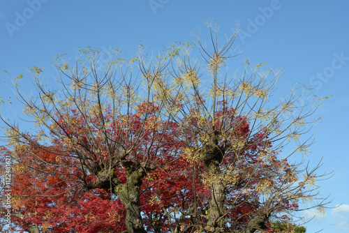 センダンと紅葉 photo