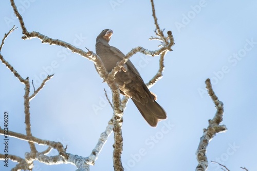 Lesser Vasa Parrot Perched on a Bare Branch, Kirindy, Madagascar photo