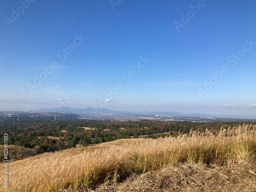 field of wheat