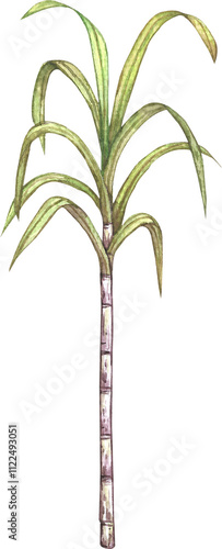 Watercolor illustration of sugarcane plant.