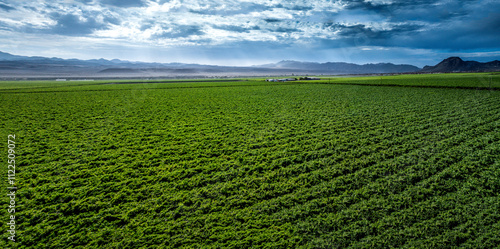 Pano aerial view of export grape production in southern Namibia's Aussenkehr area. Storm brewing in background photo