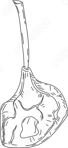Hand-Drawn Illustration of Lamb Chop Bone.