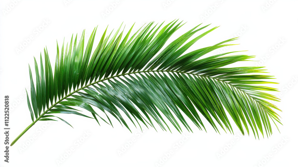 Obraz premium Green palm leaf isolated on white background, showcasing its vibrant texture and natural beauty, perfect for tropical themes and designs