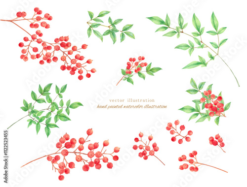水彩手書きの赤い南天のベクターイラスト