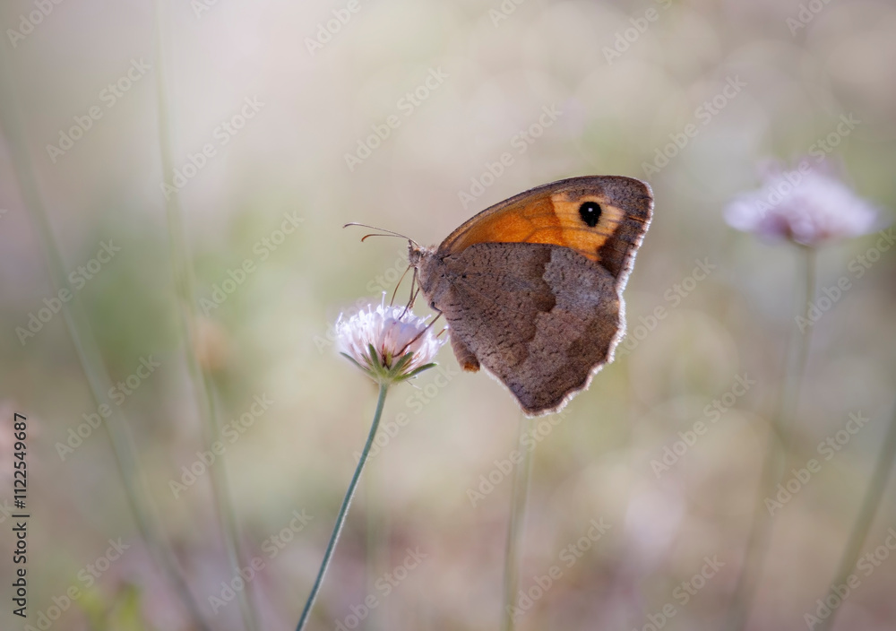 Fototapeta premium Papillon de Provence, myrtil sur une fleur 