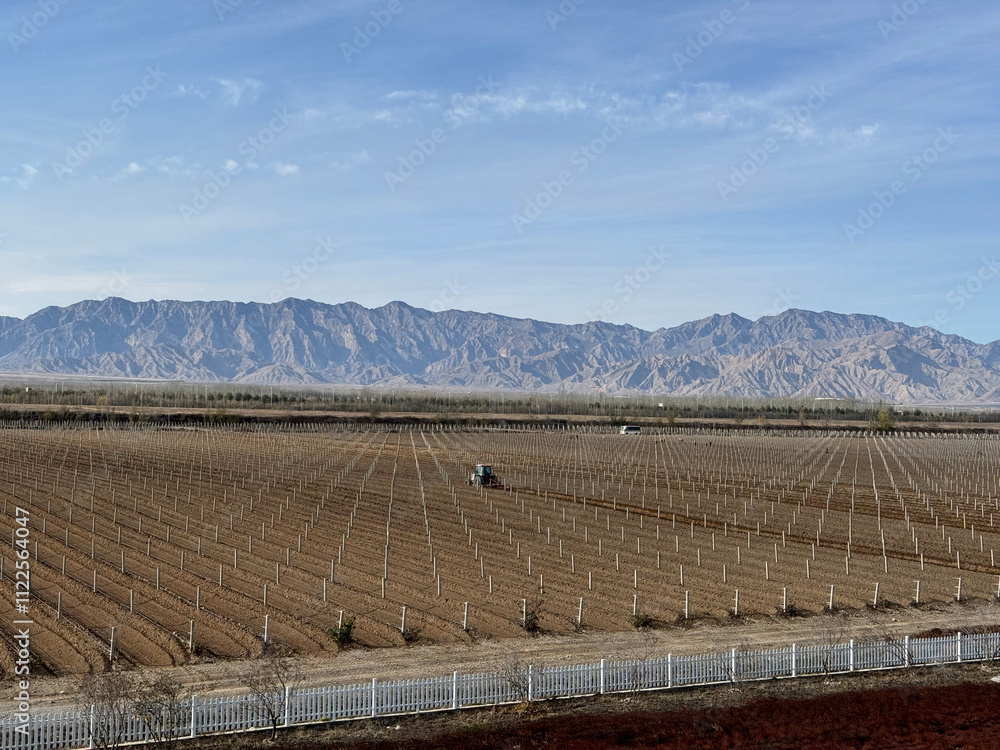 custom made wallpaper toronto digitalA panorama view of the vineyards in Yinchuan, Ningxia, China -- the grape vines are covered with dirt to survive the winter chill