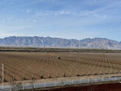 Wallpaper Mural A panorama view of the vineyards in Yinchuan, Ningxia, China -- the grape vines are covered with dirt to survive the winter chill Torontodigital.ca
