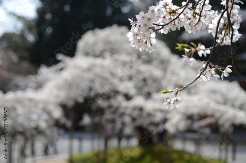 【京都】大原野神社の境内に咲く千眼桜