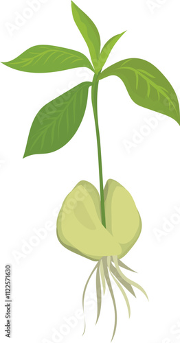 Young cashew nuts plant sprouting from seed illustration.