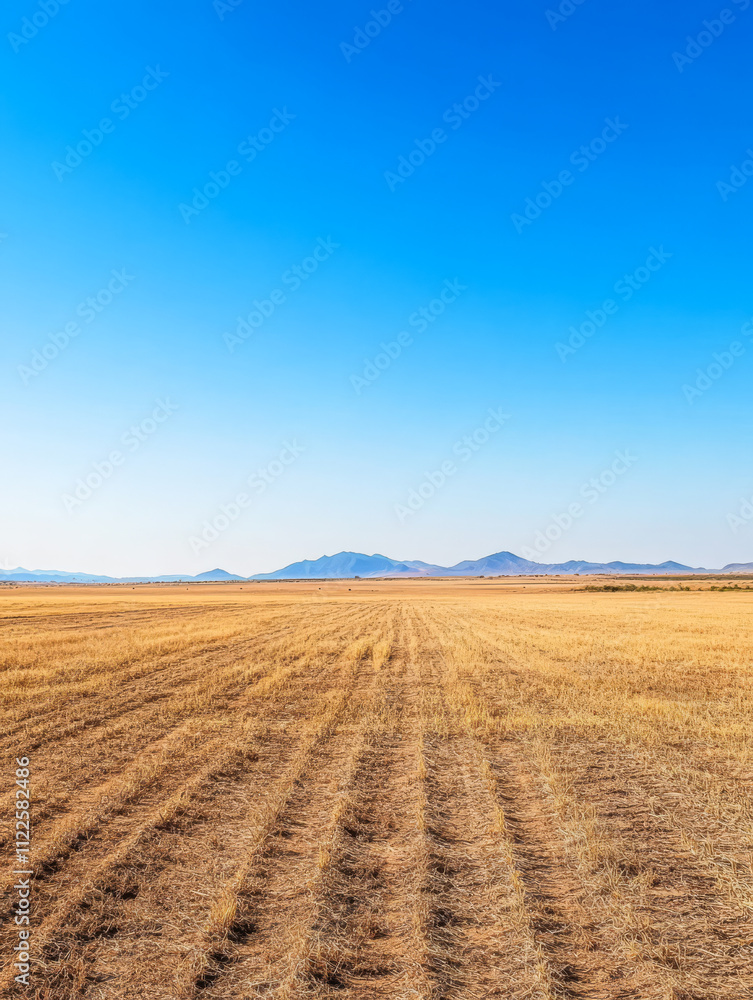 Fototapeta premium Expansive golden field under clear blue sky with distant mountains at midday