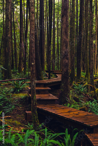 Wet boardwalk staircase in the middle of the rainforest on the Pacific coast on a rainy day