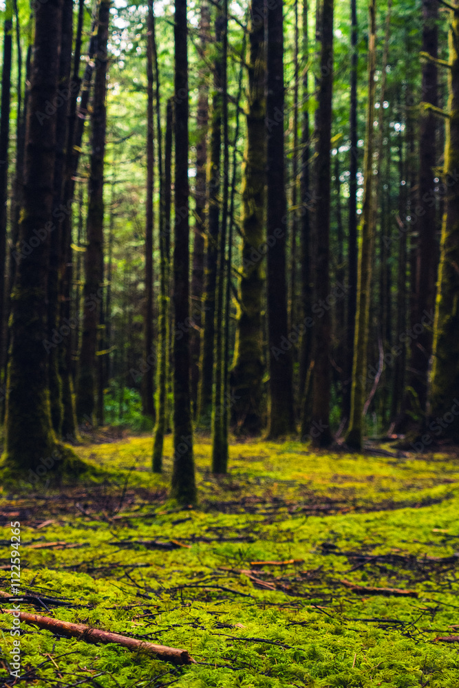 Obraz premium Rainforest on the Pacific coast with ground full of moss and tall trees