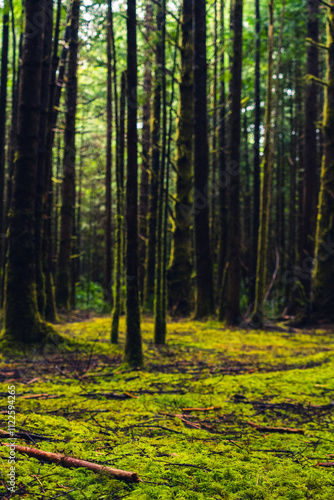 Rainforest on the Pacific coast with ground full of moss and tall trees