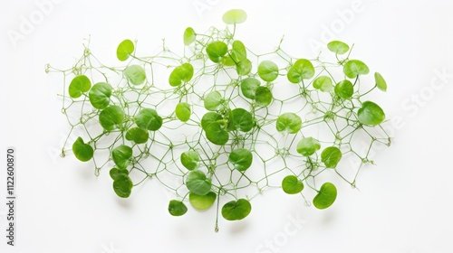 Abstract green plant arrangement on white background