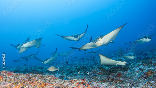 Eagle ray, French Polynesia