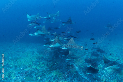 Eagle ray, French Polynesia photo