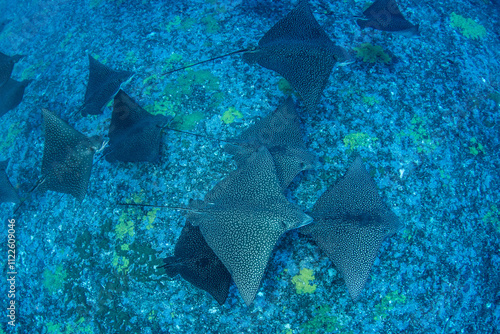 Eagle ray, French Polynesia photo