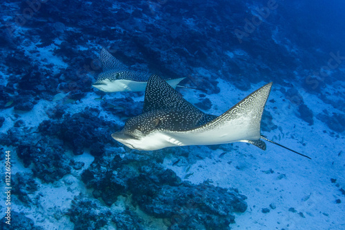 Eagle ray, French Polynesia photo