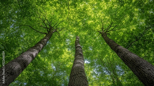 A view of tall trees with vibrant green leaves against a clear sky.