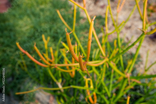 Close-up photo of golden pencil tree (Euphorbia Tirucalli f. variegata)
  photo