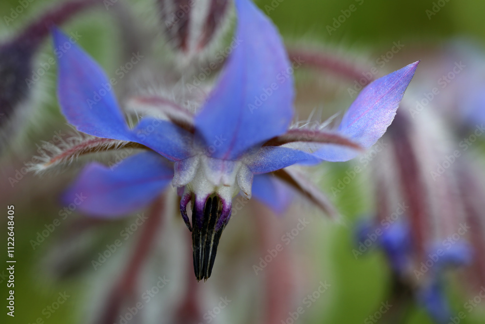 Borage flowers - Borago officinalis - starflower - Boraginaceae