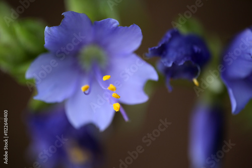 Polemonium - Jacob's ladder - Blue flowers with pollen on yellow stamens - Polemoniaceae photo