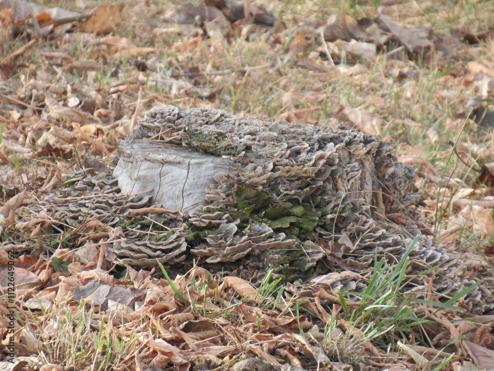 Obraz premium stump in the forest