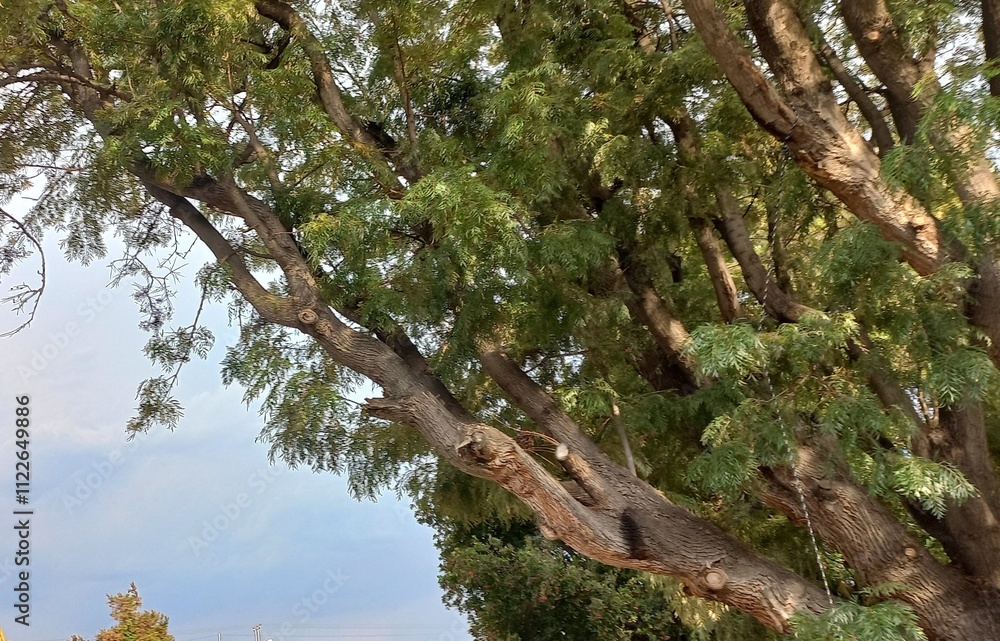 Fototapeta premium The tree