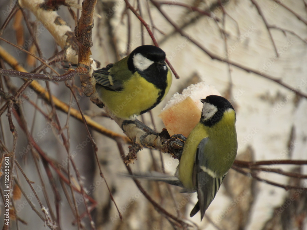 Fototapeta premium great spotted woodpecker
