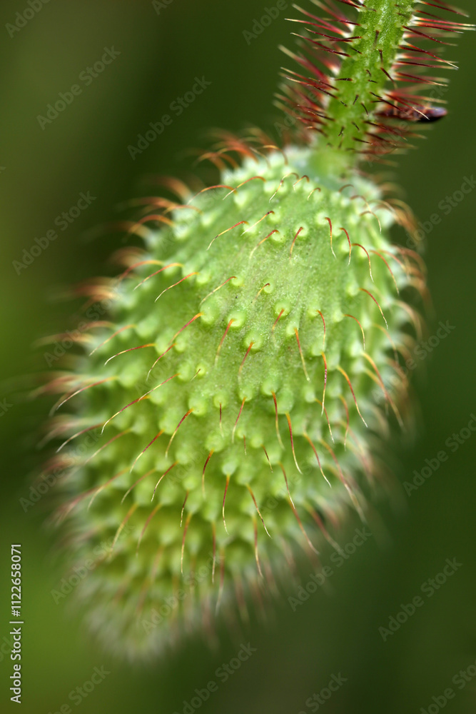Papaver somniferum - flower bud