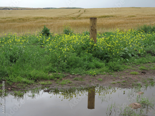 Countryside surrounding Slain Castle - Cruden bay - Collieston - Aberdeenshire - Scotland - UK photo