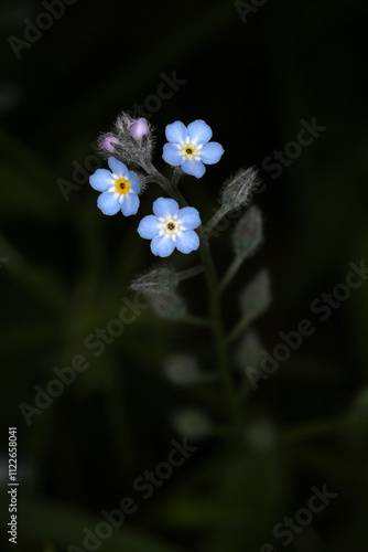 Forget-me-not flowers - Myosotis discolor - Boraginaceae photo