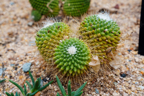 Close-up photo of Pico cactus (Mammillaria spinosissima cv. Un Pico) with white fluffy spines. photo