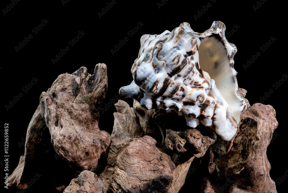 Obraz premium Textured Vasum turbinellus Shell on Driftwood with Black Background