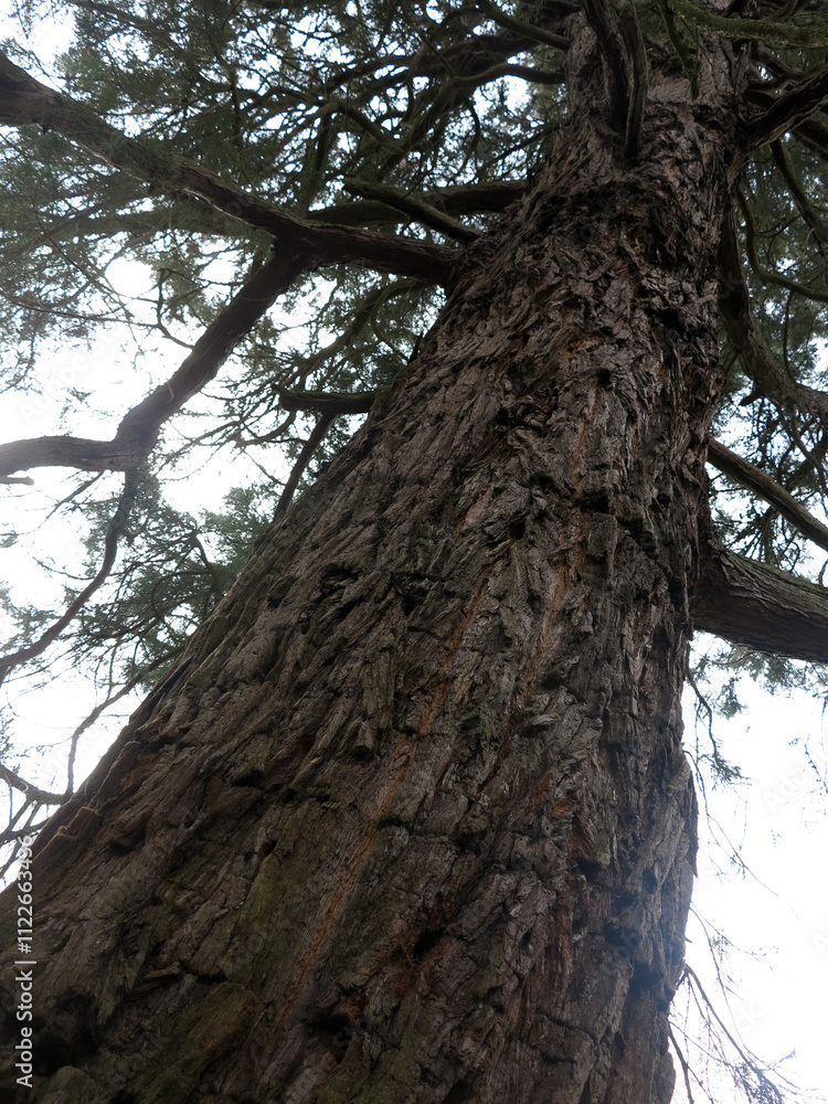 Fototapeta premium Cedrus - Cedar tree - Coniferous Pinaceae in the ground of Crathes Castle - Aberdeenshire - Scotland - UK