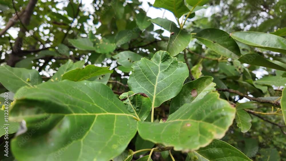 Exploring a lush green area with fragrant leaves and budding flowers in a serene location Exploring a lush green area with fragrant leaves and budding flowers in a serene location